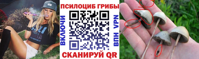 Псилоцибиновые грибы MAGIC MUSHROOMS  Купить закладки  Лысково 